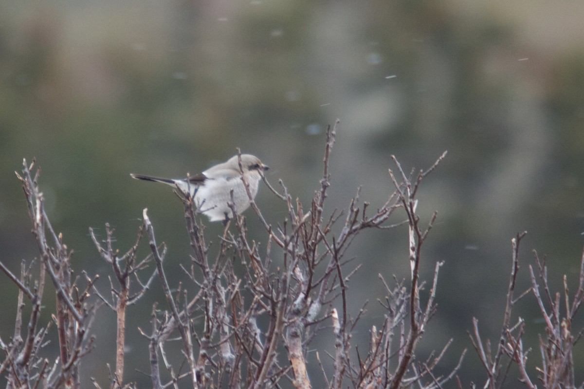 Northern Shrike - ML202398571