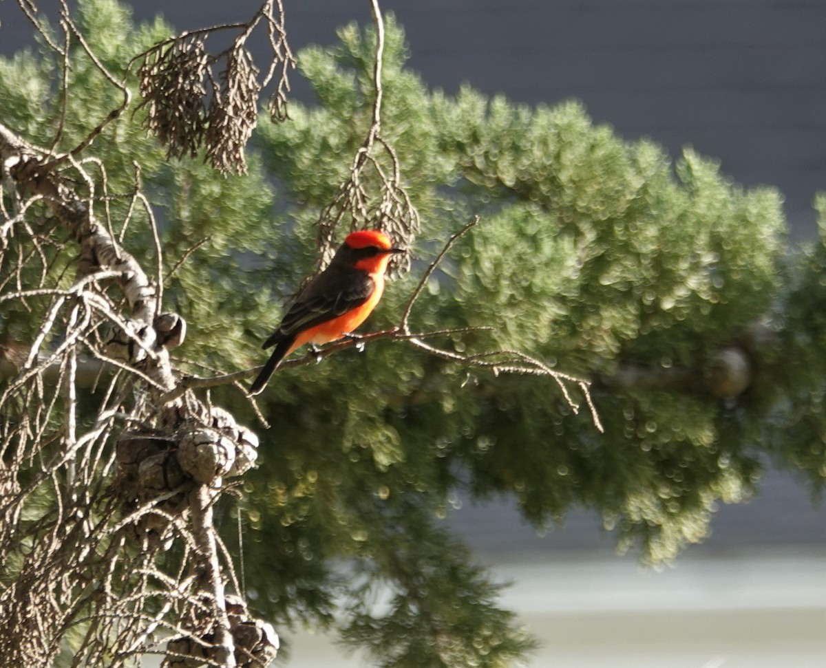 Vermilion Flycatcher - ML202399161