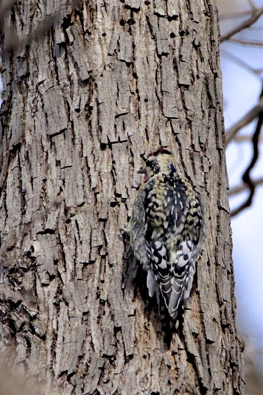 Yellow-bellied Sapsucker - ML202400251