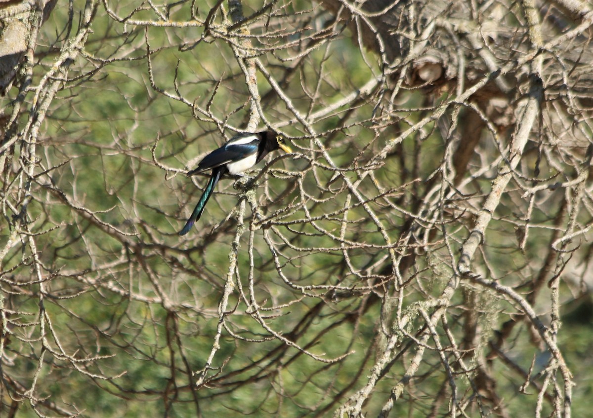 Yellow-billed Magpie - ML202400601