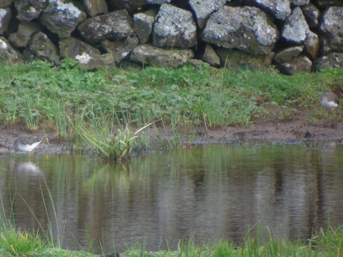 Green Sandpiper - ML202400631