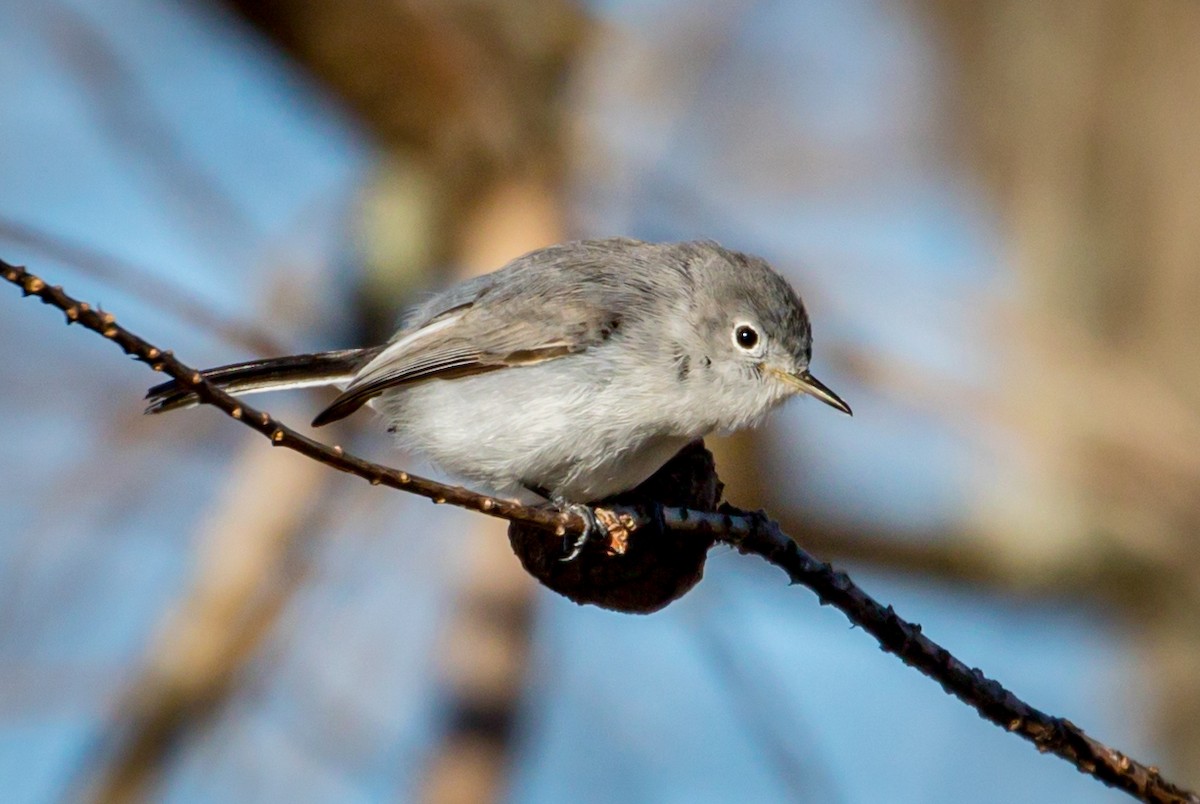 Blue-gray Gnatcatcher - Michael Warner