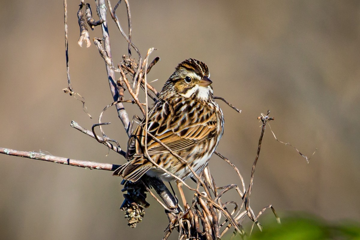 Savannah Sparrow - Michael Warner