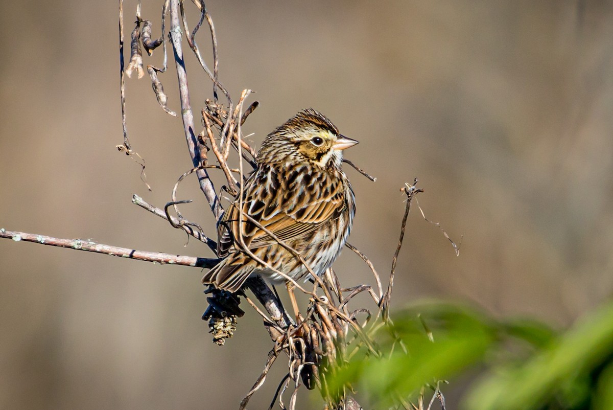 Savannah Sparrow - Michael Warner