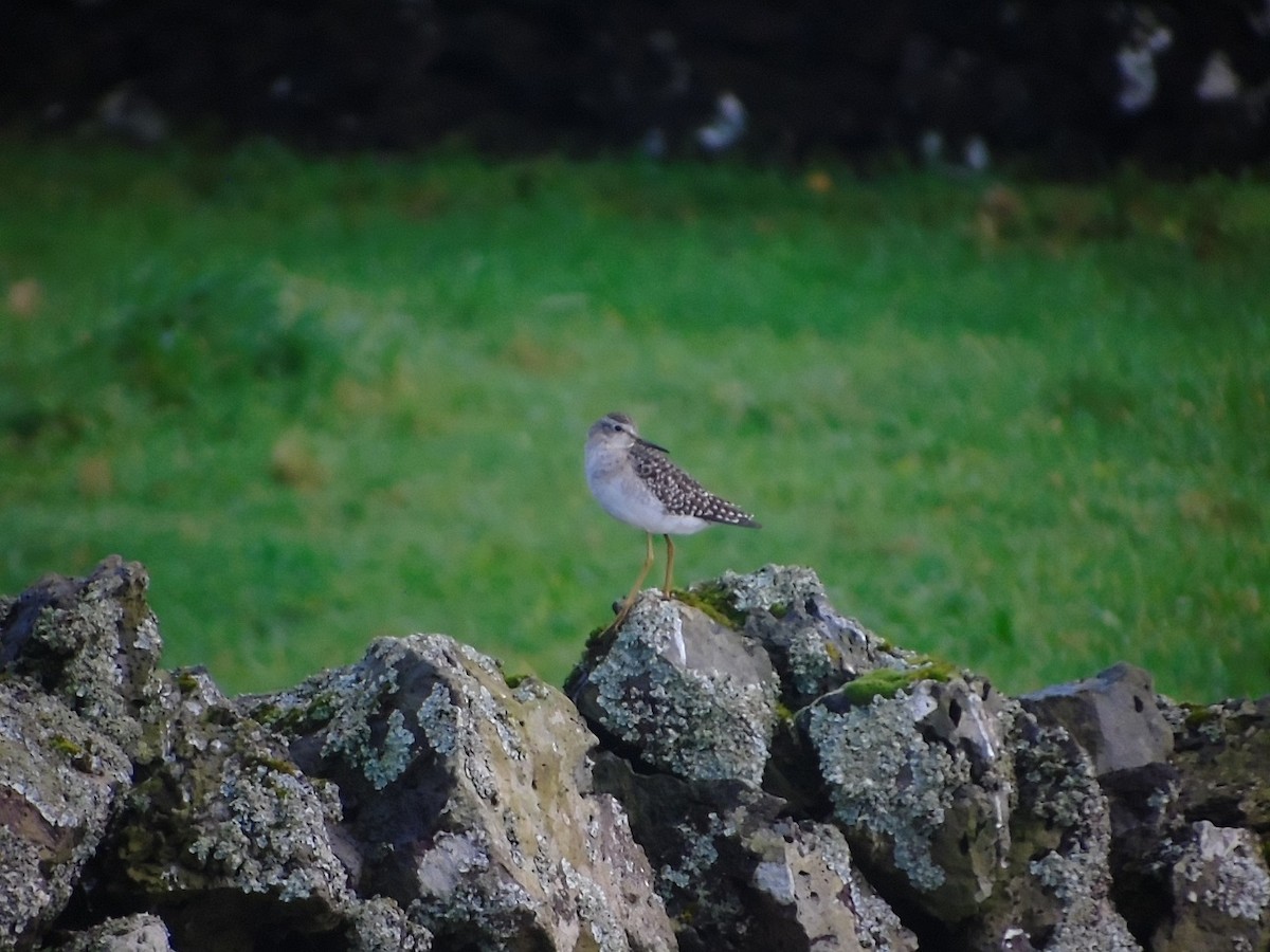 Wood Sandpiper - ML202402131