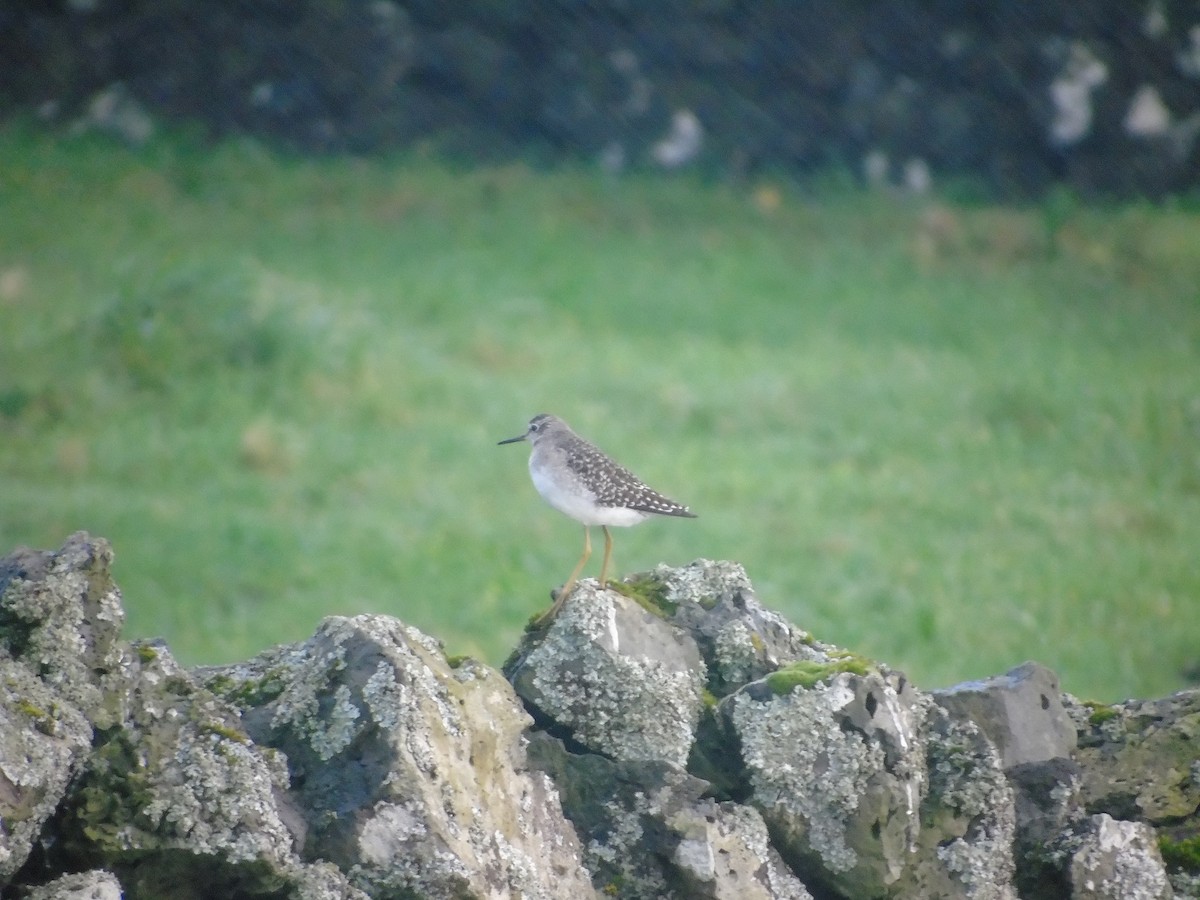 Wood Sandpiper - ML202402181