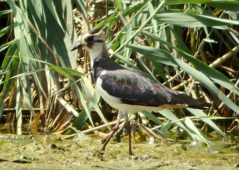 Northern Lapwing - ML20240271