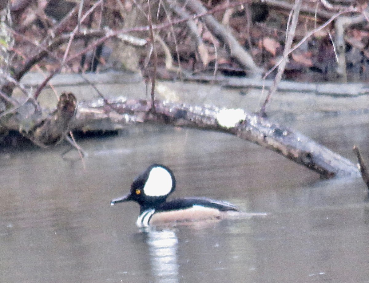 Hooded Merganser - ML202402771