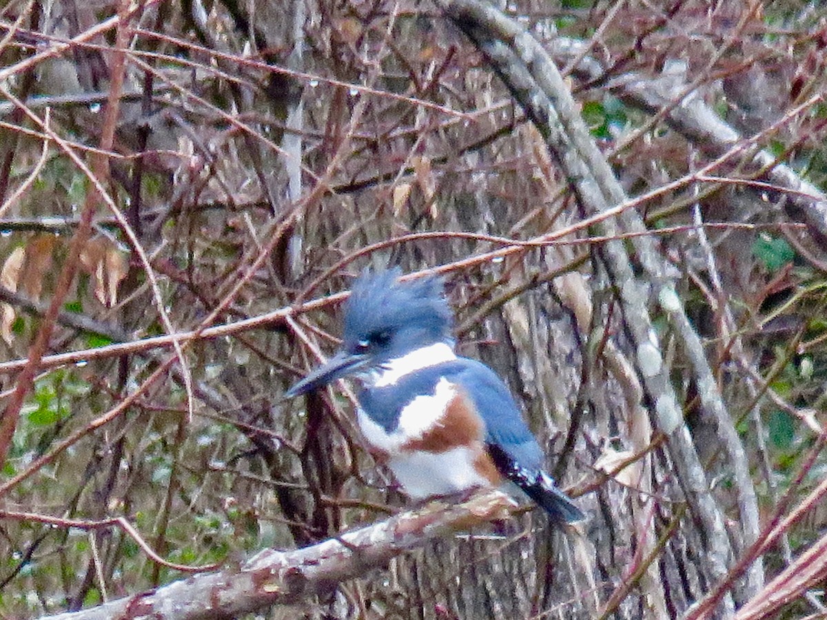 Belted Kingfisher - ML202402951