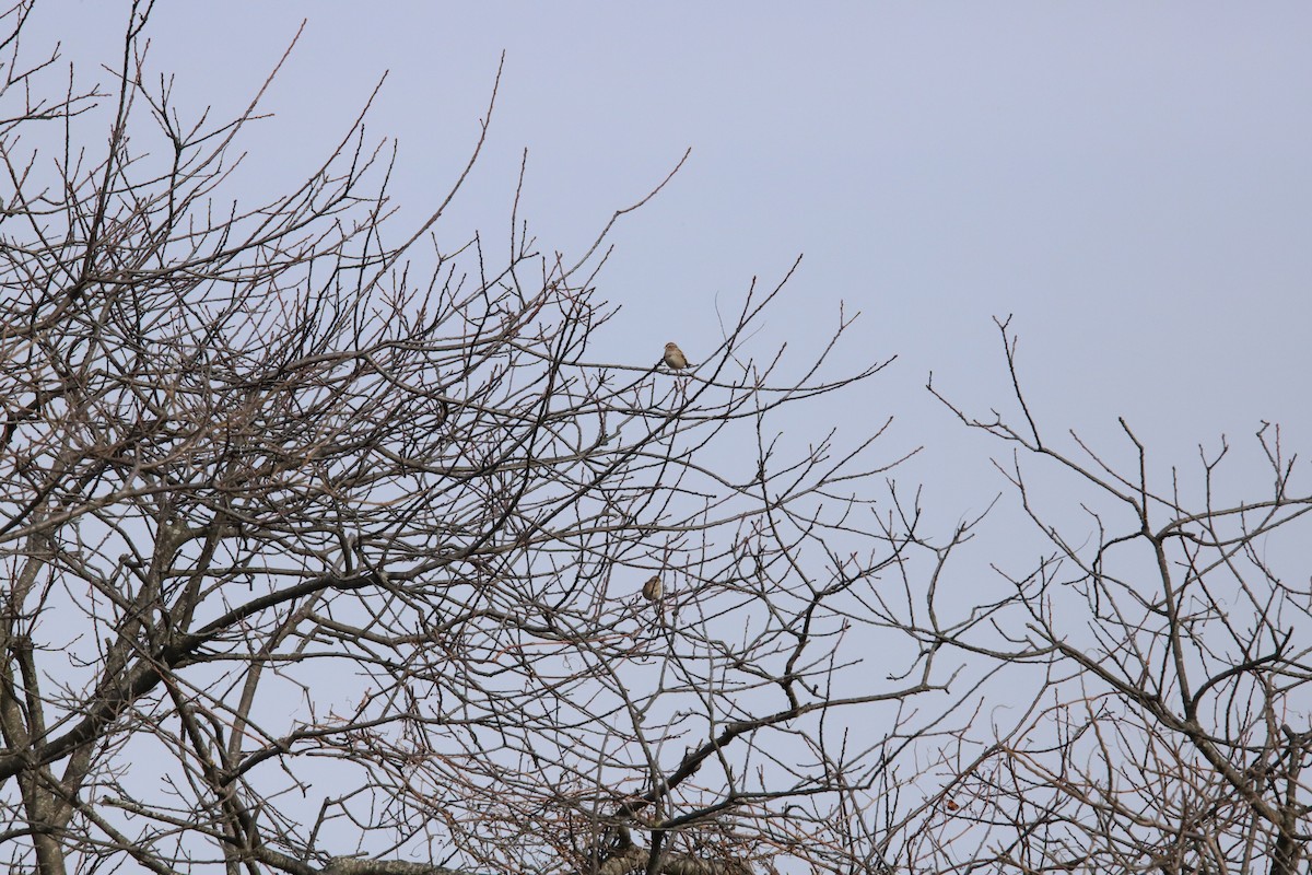 American Tree Sparrow - ML202403351