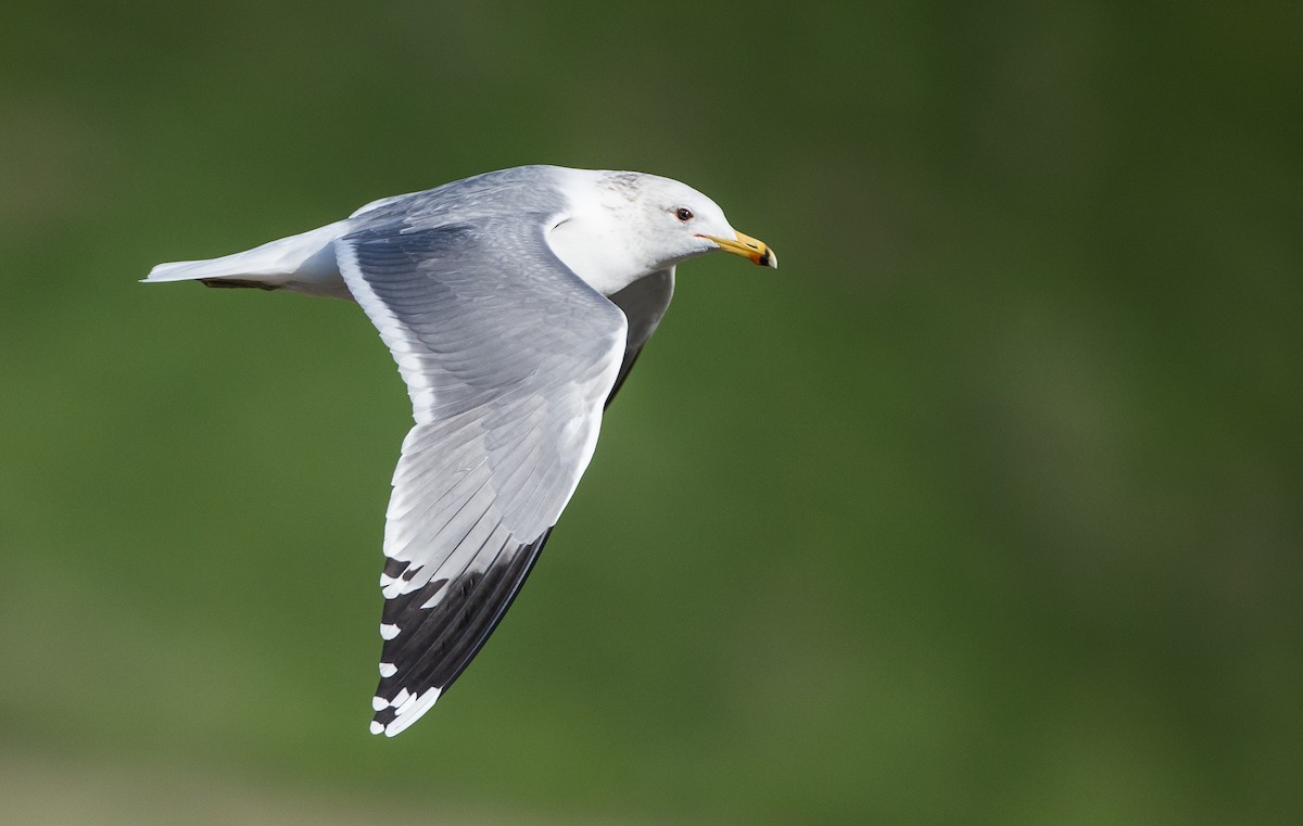 California Gull - Blake Matheson