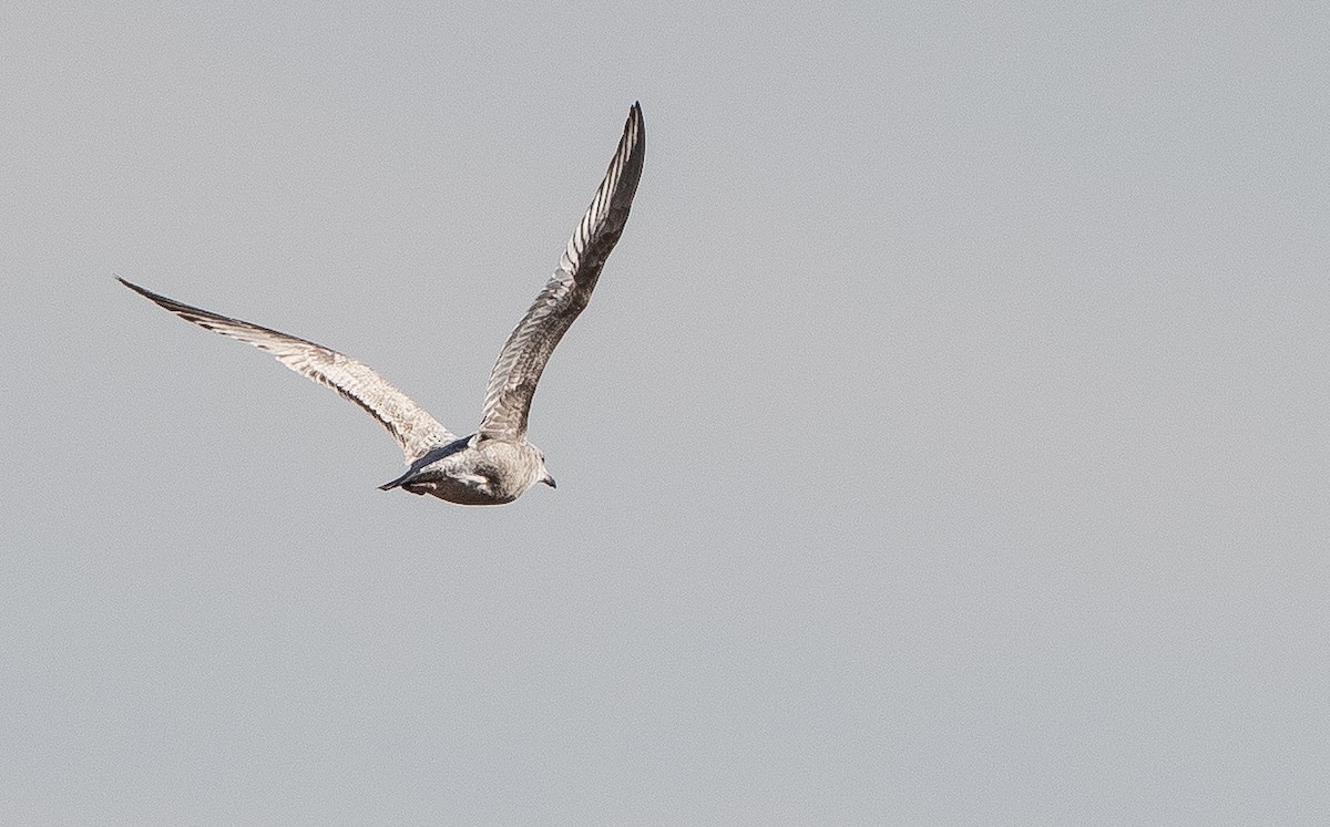 Herring Gull - Blake Matheson