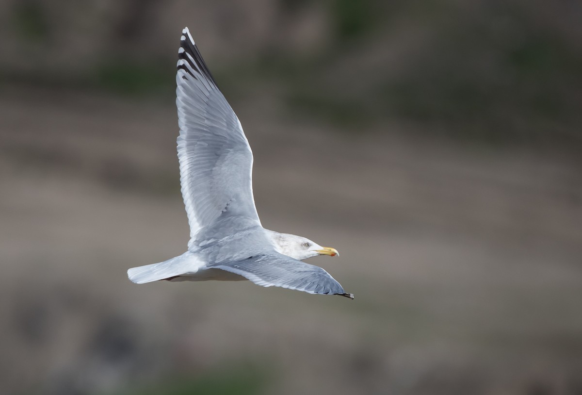 Herring Gull (American) - ML202404421