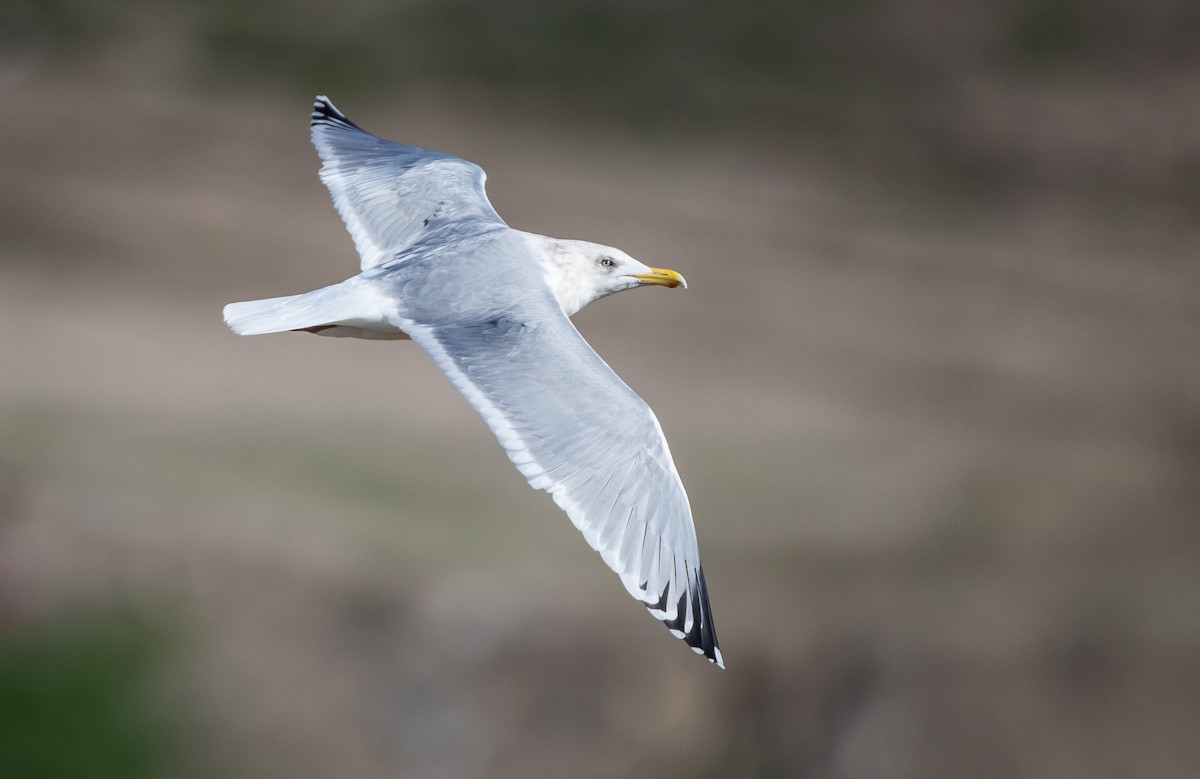 Herring Gull (American) - ML202404431