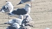 Slaty-backed Gull - ML202404621