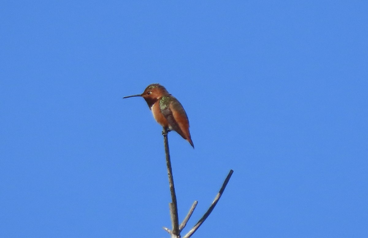 Allen's Hummingbird - ML202405401