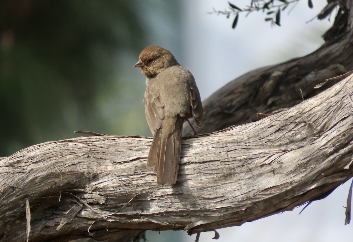 California Towhee - Ruben  Stoll