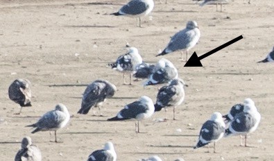 Slaty-backed Gull - ML202406681