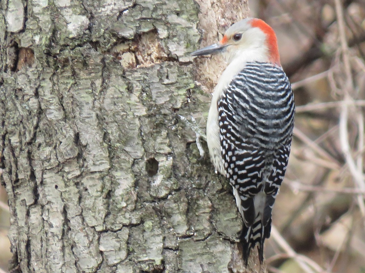 Red-bellied Woodpecker - ML202407481