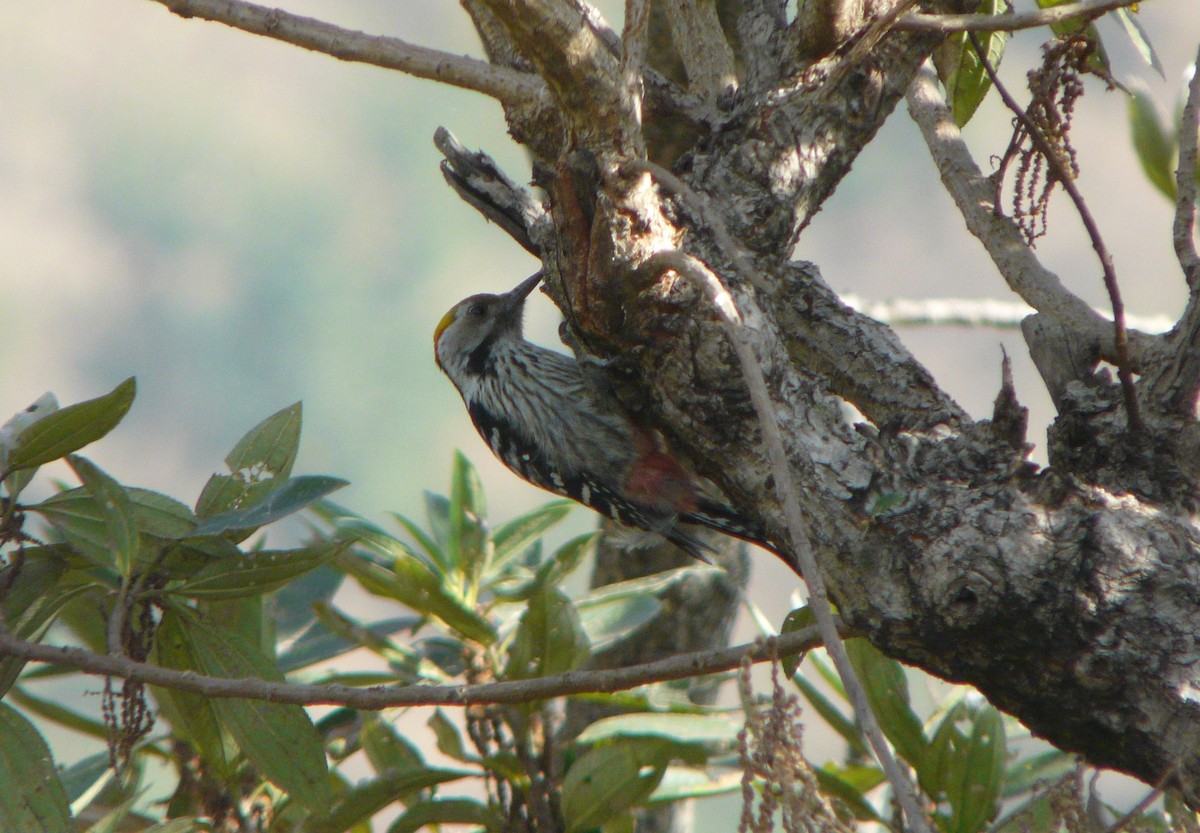 Brown-fronted Woodpecker - ML202408081