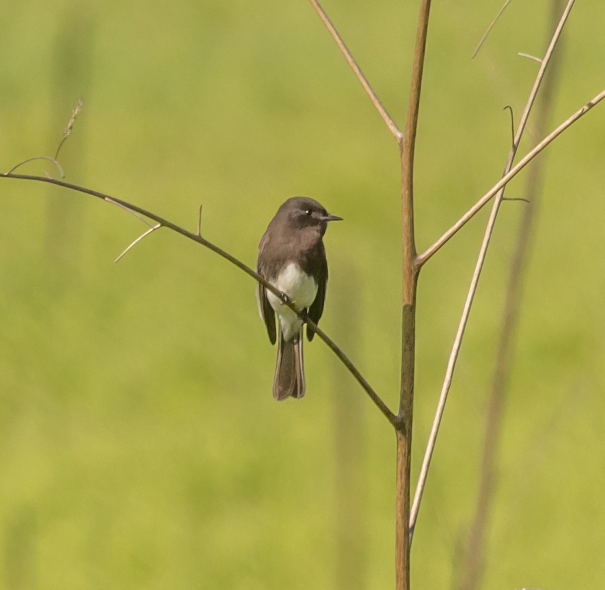 Black Phoebe - Maury Swoveland