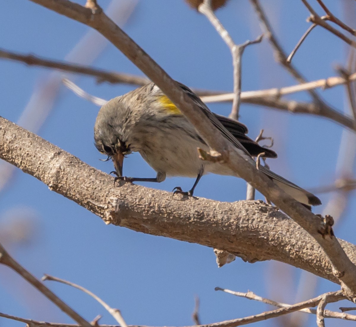 Yellow-rumped Warbler - Maury Swoveland
