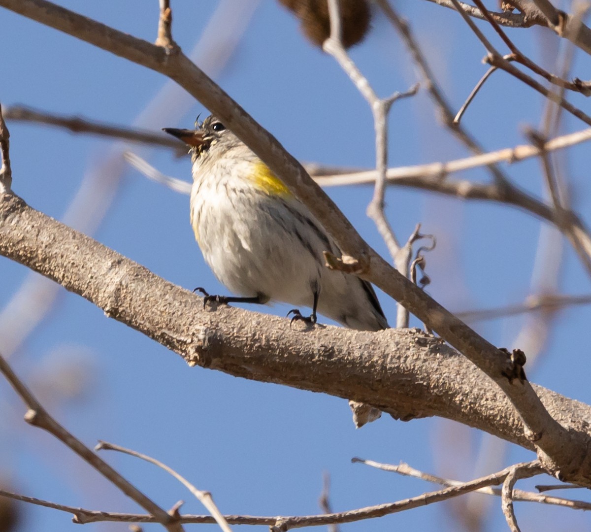 Yellow-rumped Warbler - Maury Swoveland