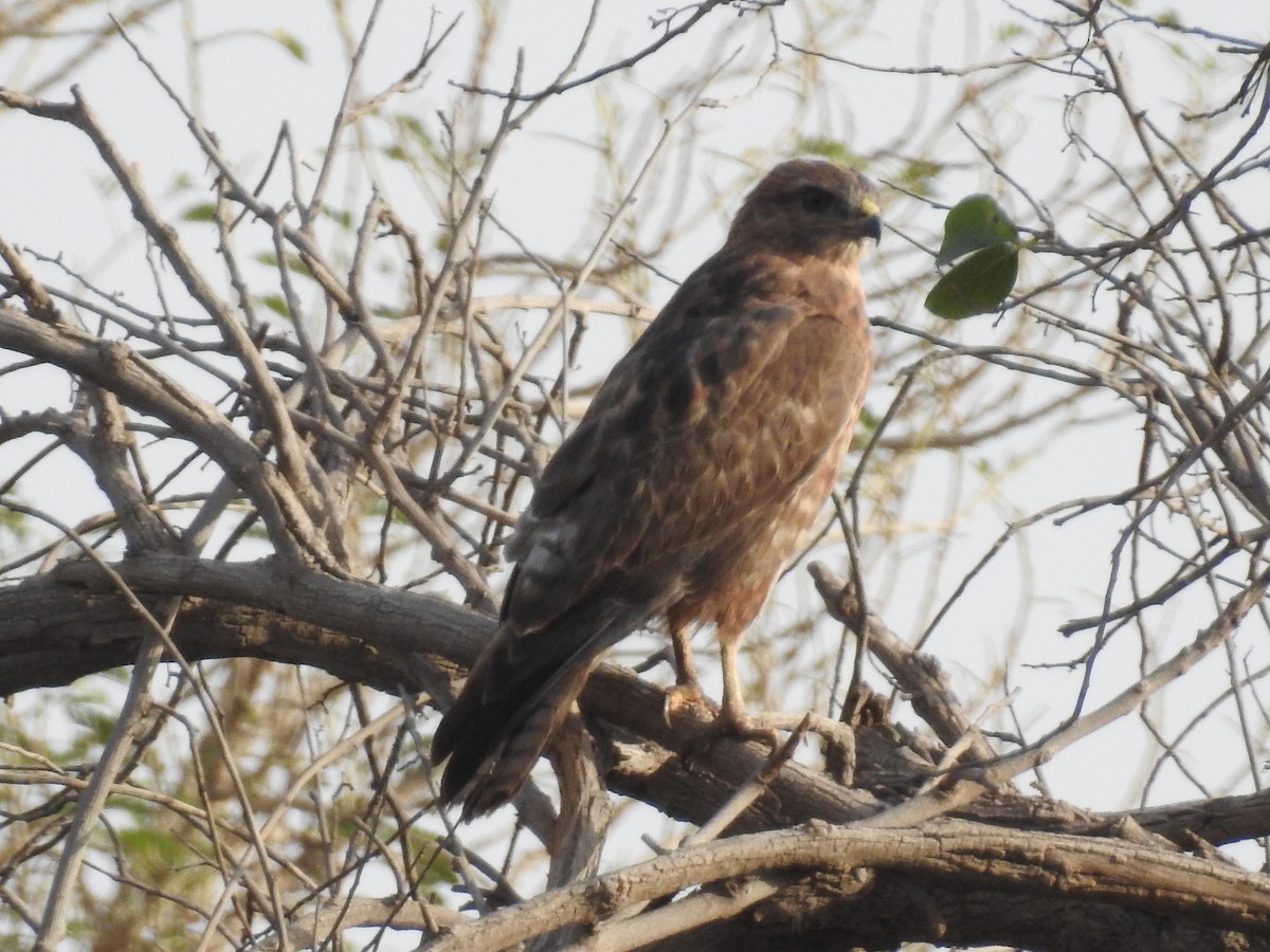 Common Buzzard (Steppe) - Keramat Hafezi