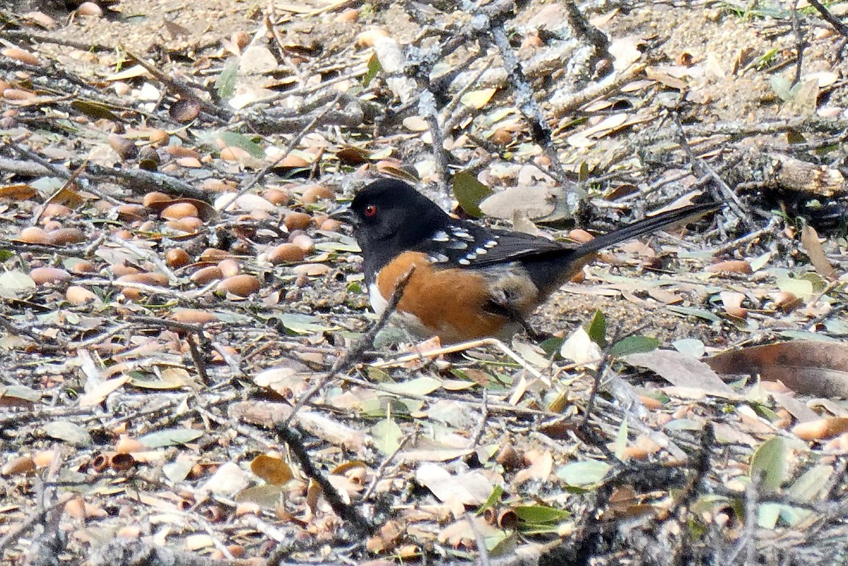 Spotted Towhee - ML202408641
