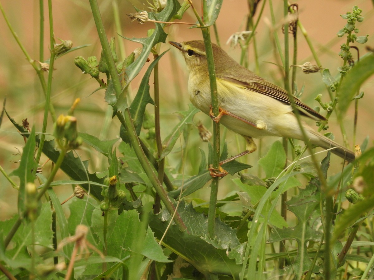 Willow Warbler - ML202409011