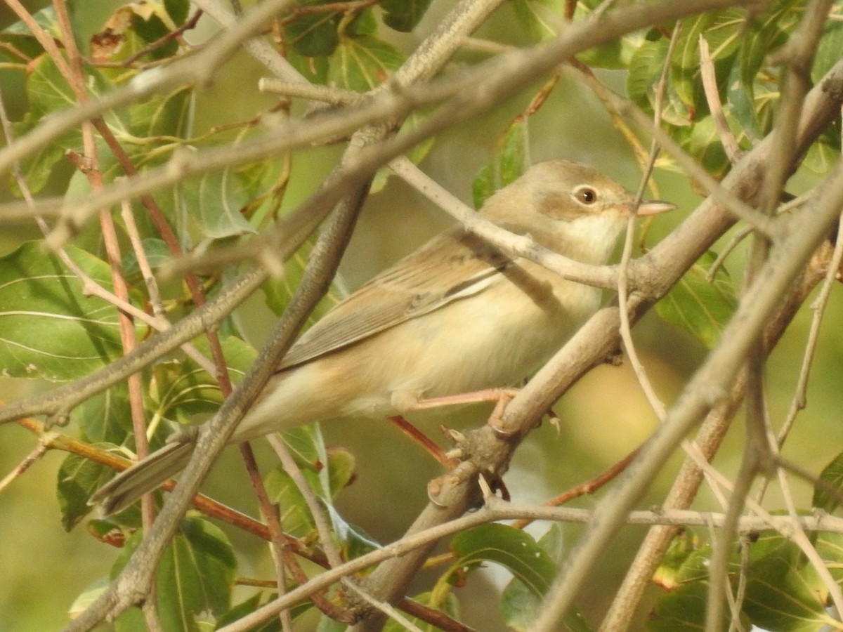 Greater Whitethroat - ML202409121