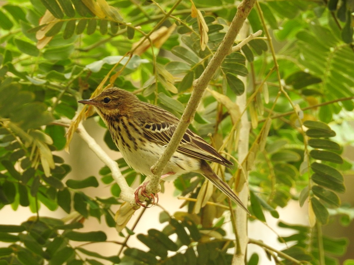 Tree Pipit - Keramat Hafezi