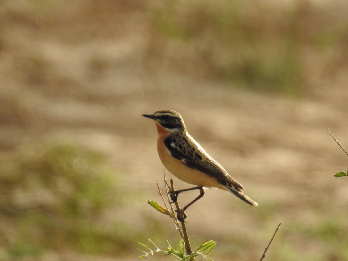 Whinchat - ML202409471