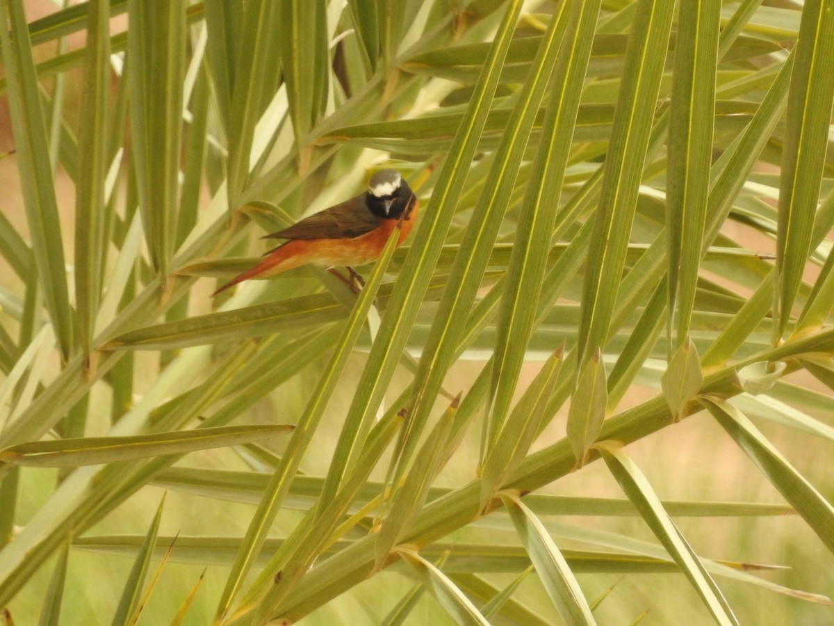 Common Redstart - Keramat Hafezi