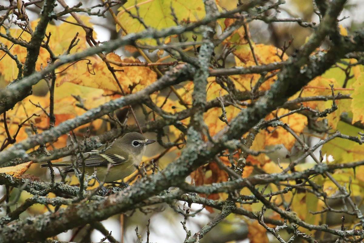 Blue-headed Vireo - ML20241101