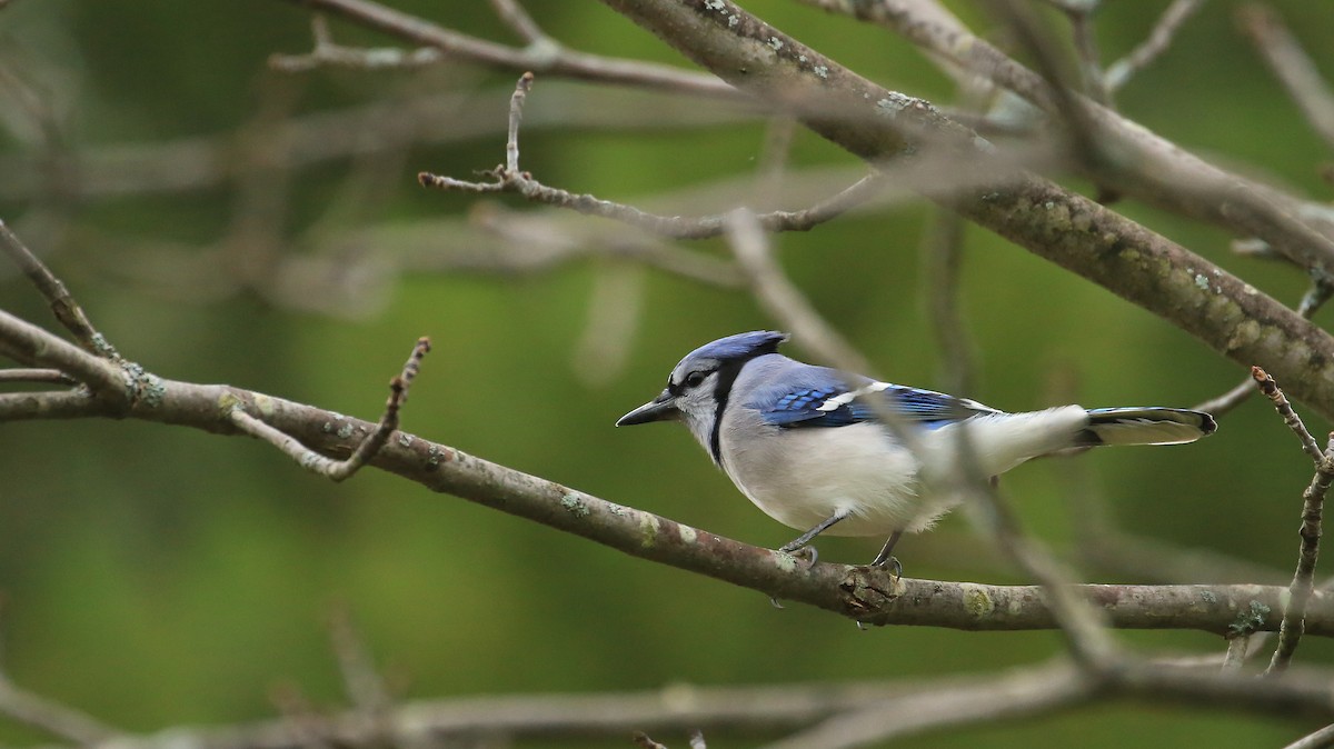 Blue Jay - ML20241131