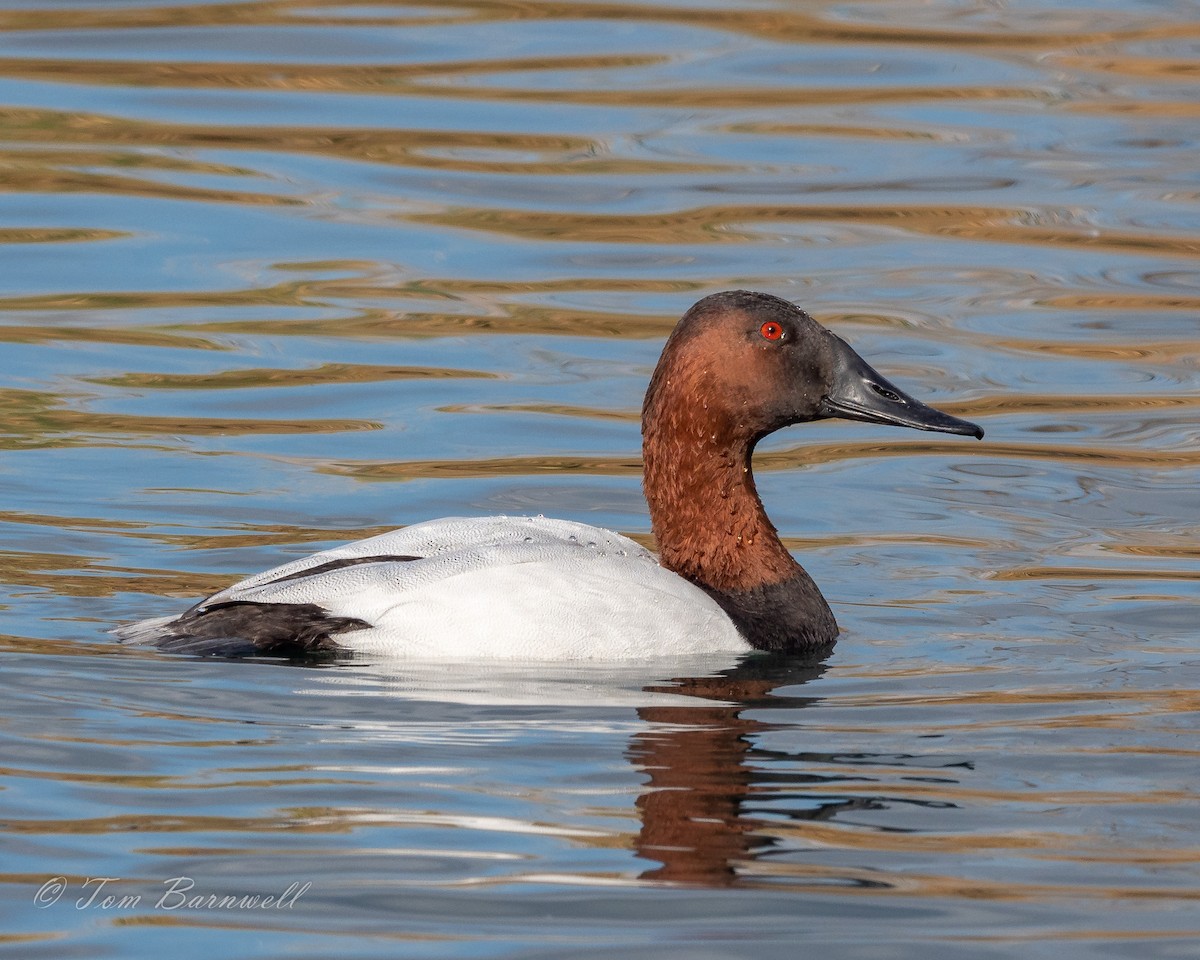 Canvasback - ML202412551