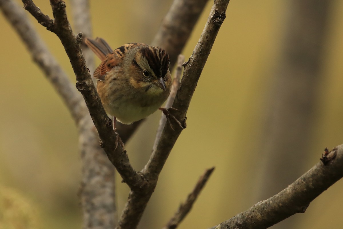 Swamp Sparrow - ML20241371