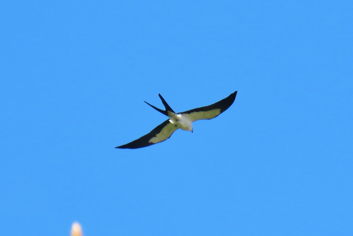 Swallow-tailed Kite - ML202413951