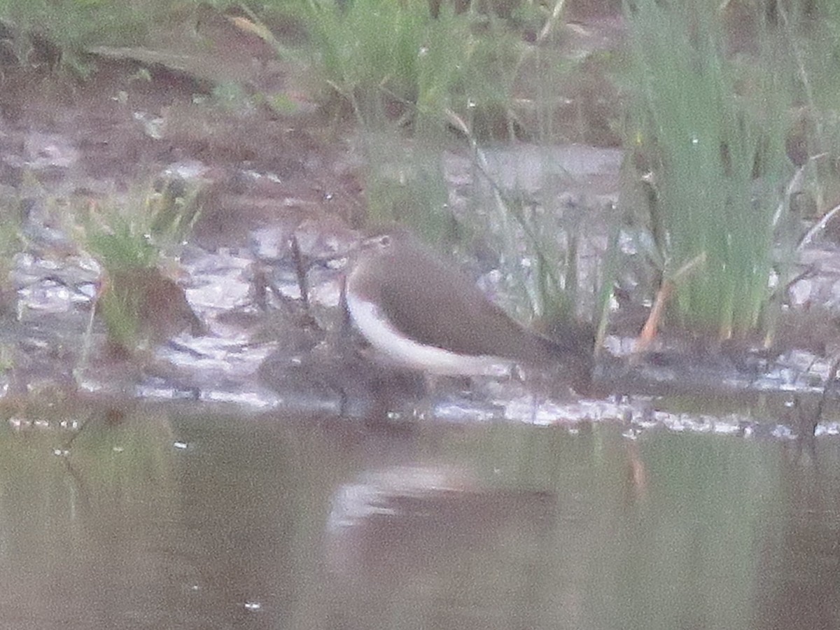 Green Sandpiper - ML202414701