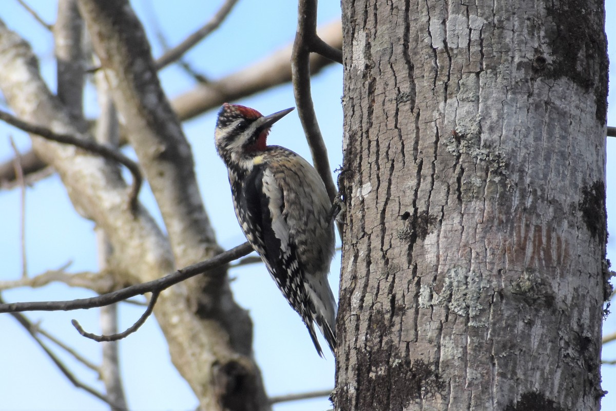 Yellow-bellied Sapsucker - ML202417641