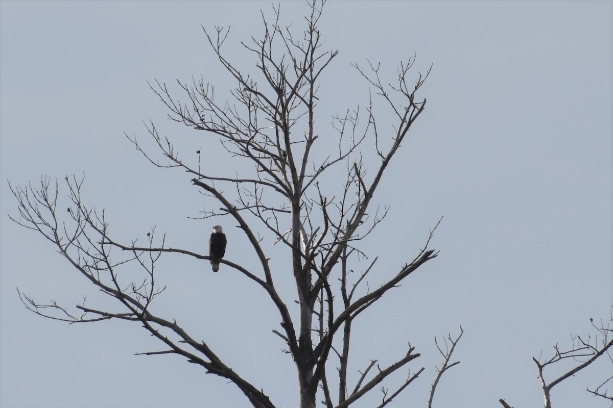 Bald Eagle - ML202417761