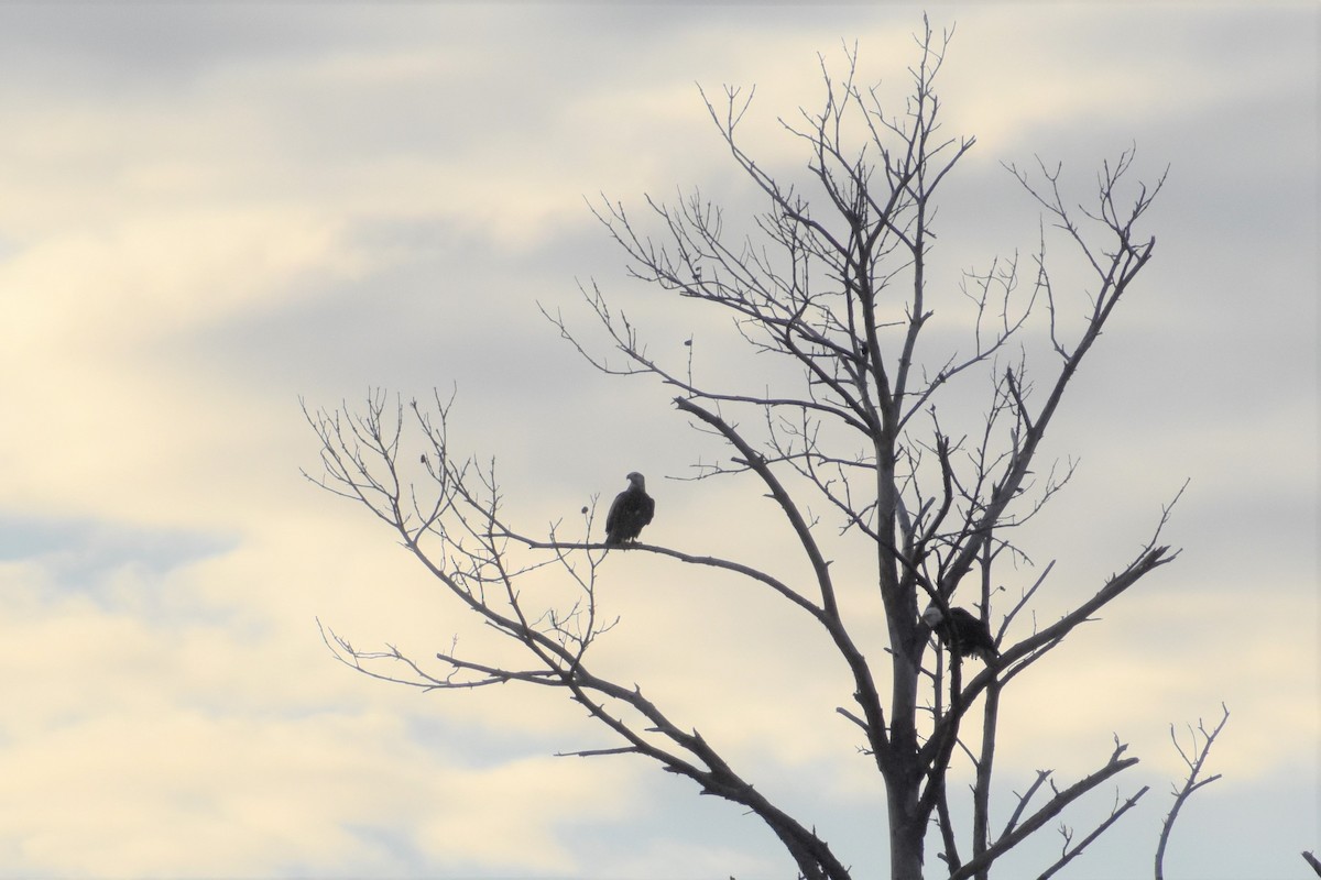 Bald Eagle - ML202418501