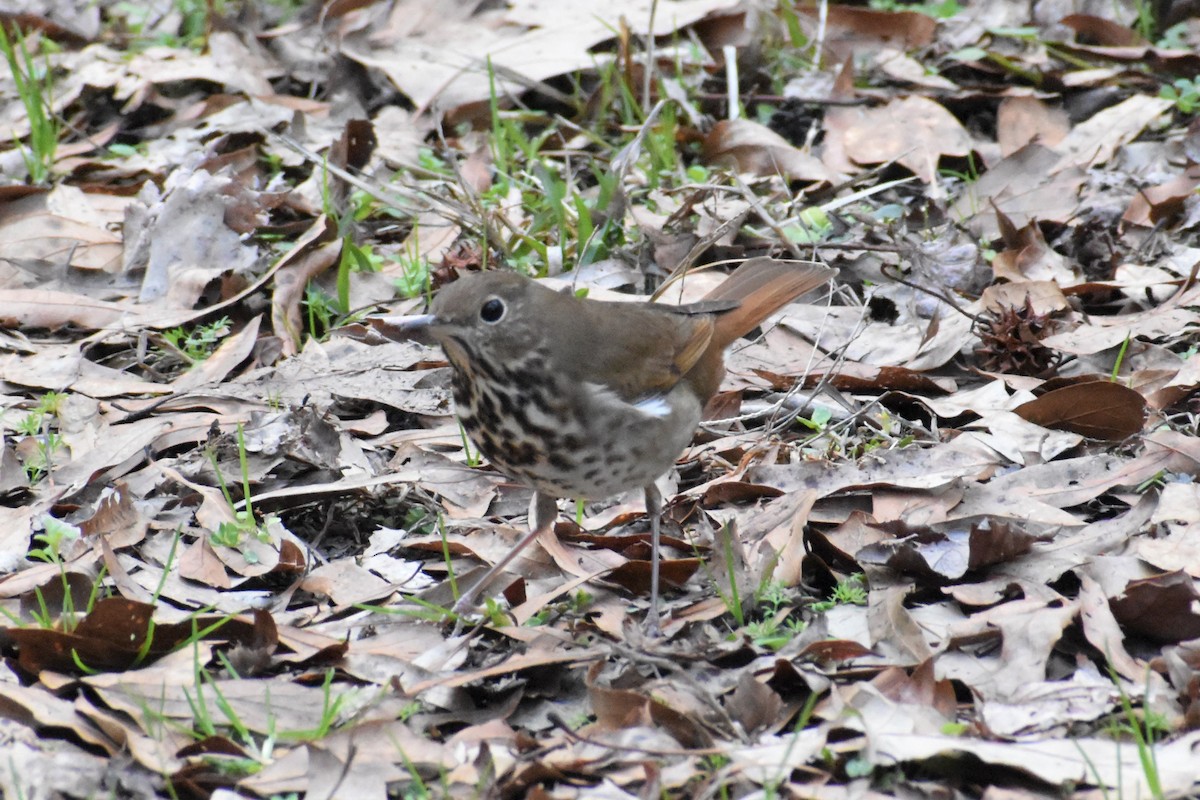 Hermit Thrush - ML202418561