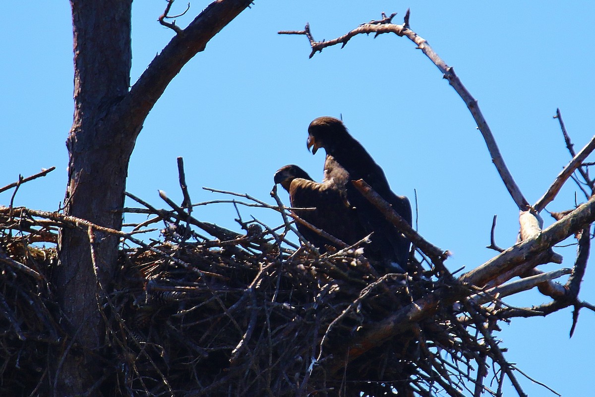 Bald Eagle - ML202419521