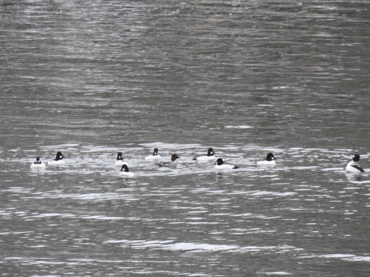 Common Goldeneye - ML202420321