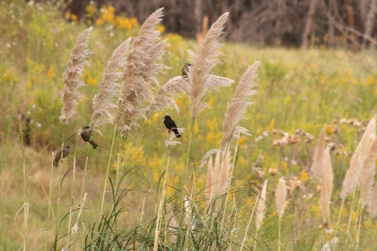 Screaming Cowbird - Hernan Terrizzano