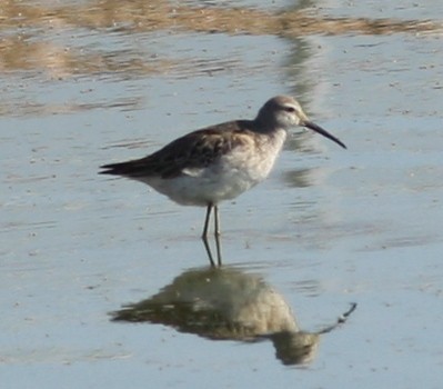 styltesnipe - ML20242361