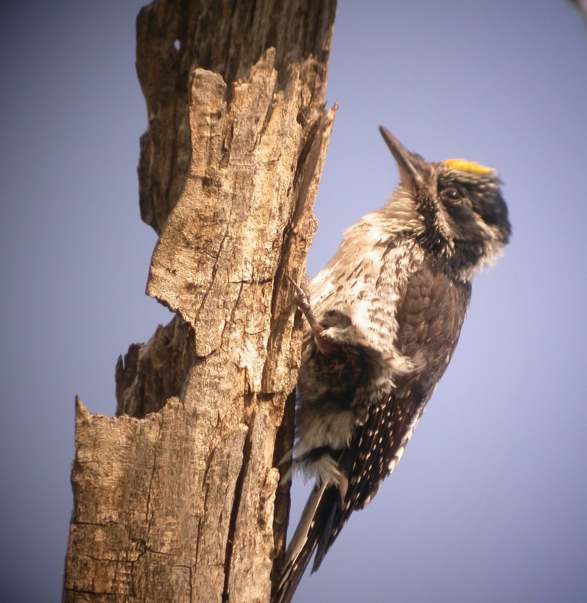American Three-toed Woodpecker - Matt Gearheart
