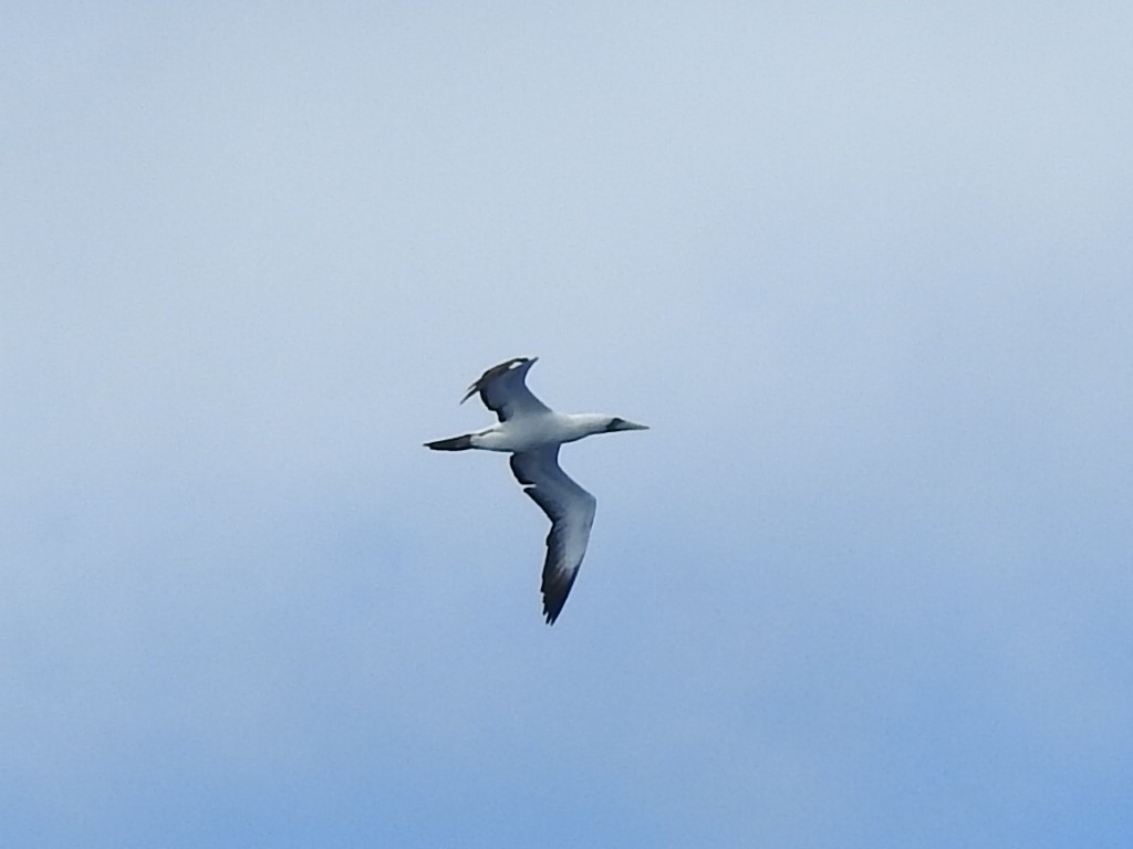 Masked Booby - ML202428921